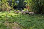 Schapen aan de oostelijke circuitvijver