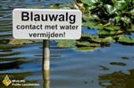 Blauwalg in de circuitvijvers